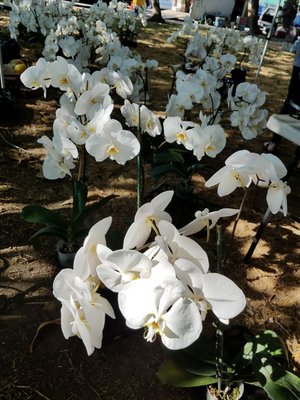 Union City Farmers' Market by null