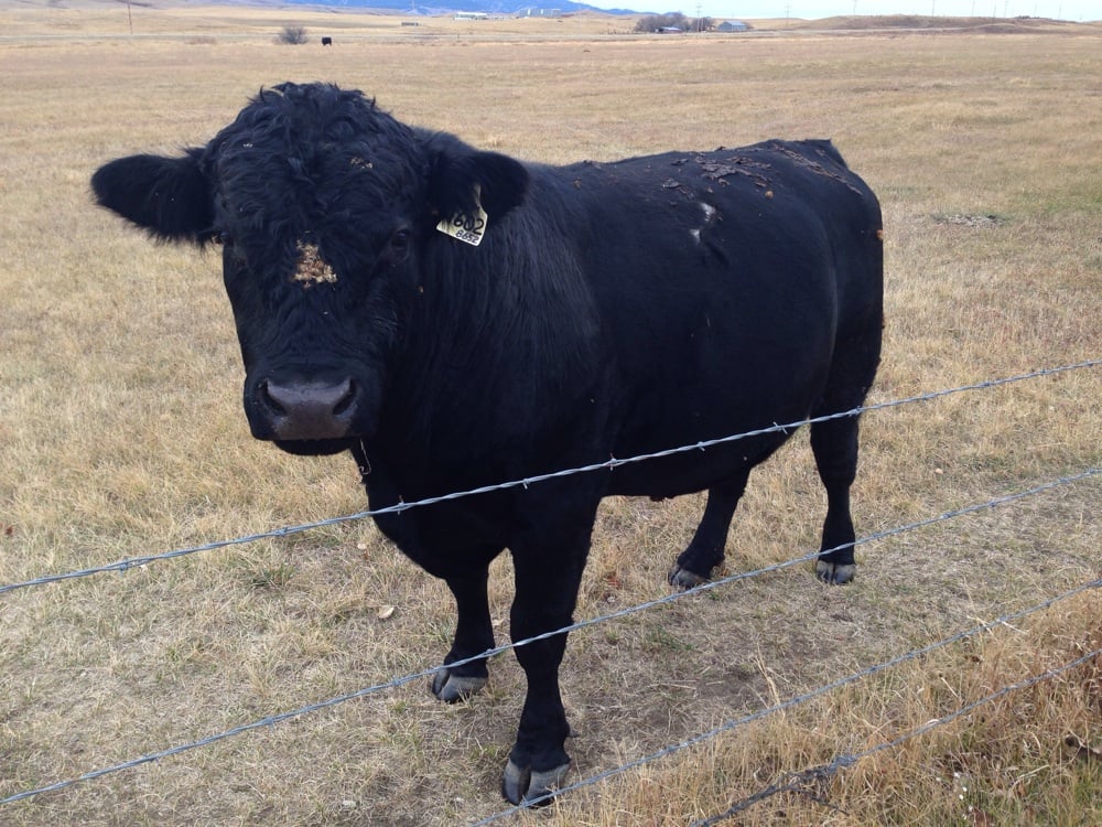 McGrath Northeastern Taxidermy - taxidermy in Mentor, OH