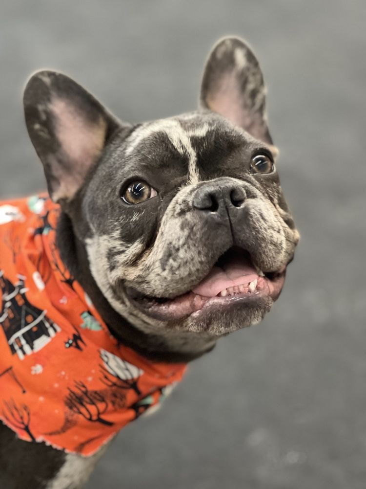 MASTER OF PUPPIES Updated May 2024 15 Photos 38050 15th Ave