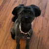 Stylin' Doggy Mobile Pet Grooming gift card