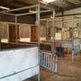 Photo of Victory Rose Thoroughbreds