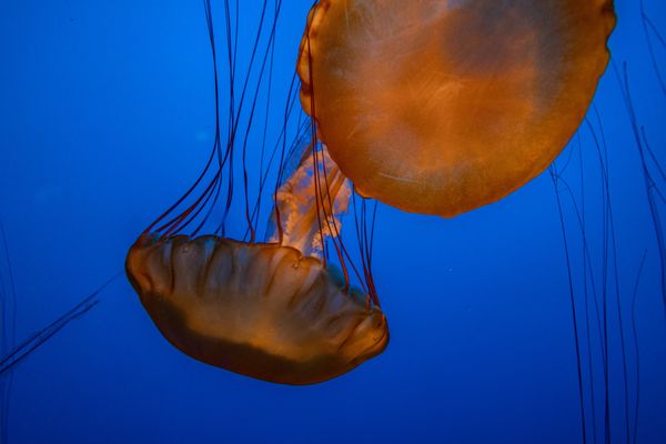 Monterey Bay Aquarium by null