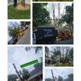 Guacamaya Tree Service