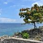 Photo of Baliwis Rock Resort