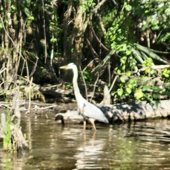 Cajun Pride Swamp Tours - Tours Near Me - La Place, Louisiana