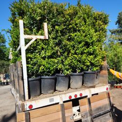 Ramy's Nursery - Wax leaf privet
