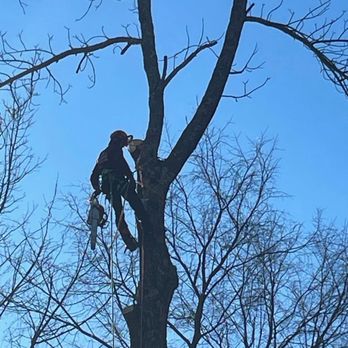 Mez Tree Service - Thank you Charlie again for your honest work - Tree Services Near Me - Littleton MA, Massachusetts Mez Tree Service - Thank you Charlie again for your honest work - Tree Services Near Me - Littleton MA, Massachusetts
