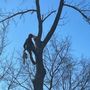 Photo of Mez Tree Service