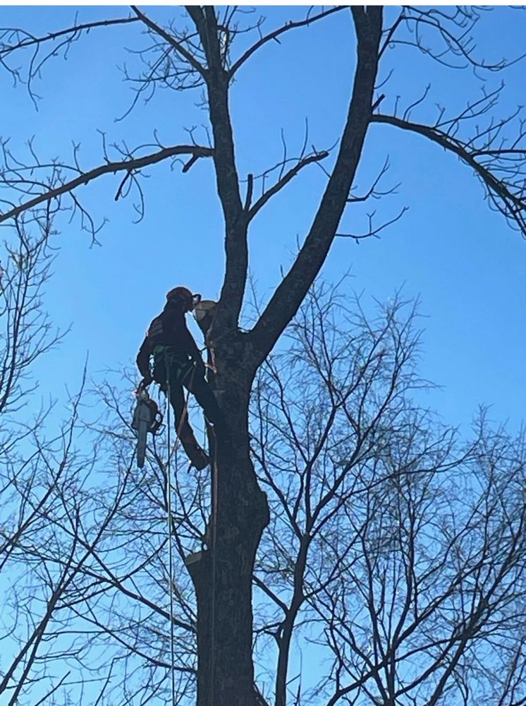 MEZ TREE SERVICE - Updated February 2026 - 10 Photos - 222 Whitcomb Ave ...
