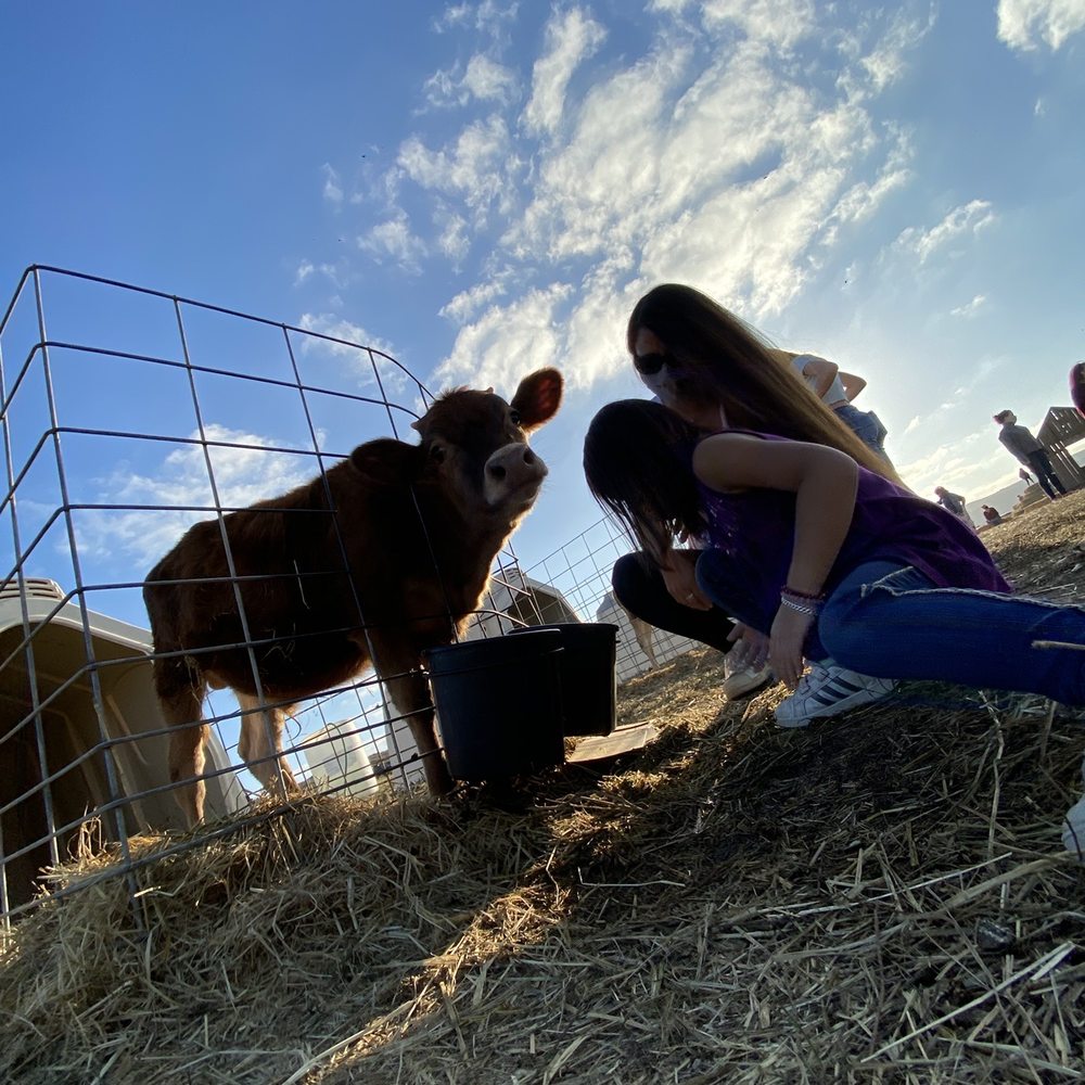 The Great Peter Pumpkin Patch - Petting one of the calves! So cute and so sweet! Didn't want to leave them!!!! - Pumpkin Patches Near Me - Petaluma, California The Great Peter Pumpkin Patch - Petting one of the calves! So cute and so sweet! Didn't want to leave them!!!! - Pumpkin Patches Near Me - Petaluma, California