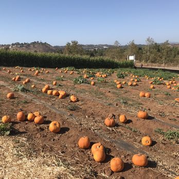 Rancho Bernardo Pumpkin Farm - Pick a pumpkin - Pumpkin Patches Near Me - San Diego, California Rancho Bernardo Pumpkin Farm - Pick a pumpkin - Pumpkin Patches Near Me - San Diego, California