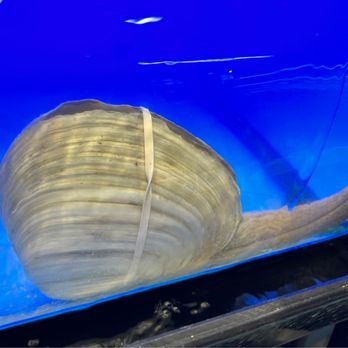 H Mart - Austin - Geoduck - Grocery Near Me - Austin, Texas H Mart - Austin - Geoduck - Grocery Near Me - Austin, Texas