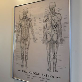 Seattle Essential Acupuncture - Visual reference for understanding how acupuncture interacts with muscle groups. - Acupuncture Near Me - Seattle, Washington Seattle Essential Acupuncture - Visual reference for understanding how acupuncture interacts with muscle groups. - Acupuncture Near Me - Seattle, Washington