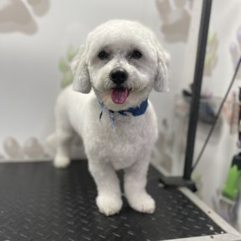 Sammy Pets - Pet Groomers Near Me Sammy Pets - Pet Groomers Near Me