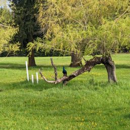 Peacocks!