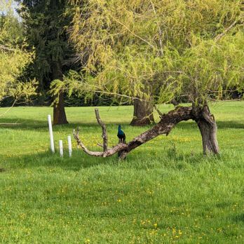 Amber Bear Inn - Peacocks! - Hotels Near Me - Heron, Montana