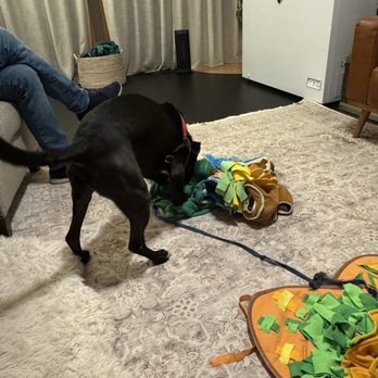 Sensitive Dog - Playing games - Pet Training Near Me - Seattle, Washington Sensitive Dog - Playing games - Pet Training Near Me - Seattle, Washington
