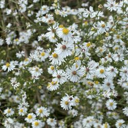 Veterans Memorial Park - Asters along the walk.