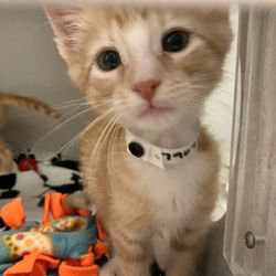 Arizona Humane Society - Papago Park Campus