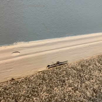 Alliance Home Inspections - Termite damage to baseboard. - Home Inspectors Near Me Alliance Home Inspections - Termite damage to baseboard. - Home Inspectors Near Me