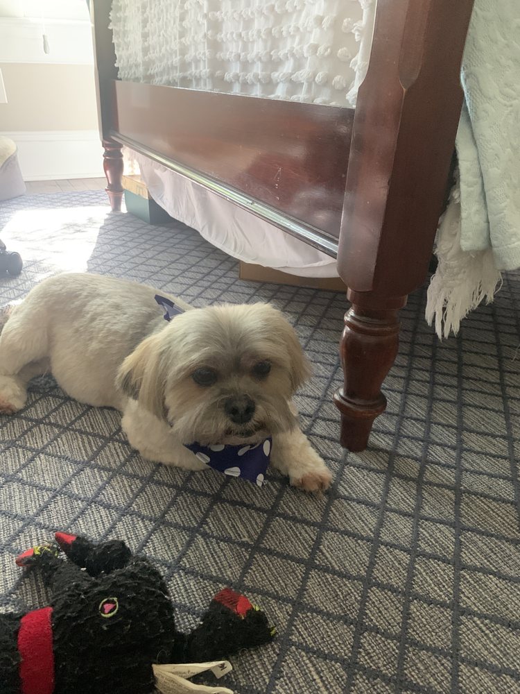 French Bulldog Dog Breed Information - American Kennel Club