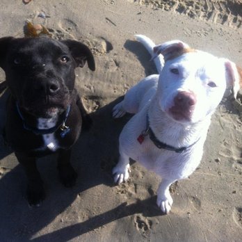 Let's Movet Mobile Veterinary Care - Veterinarians Near Me - Culver City, California