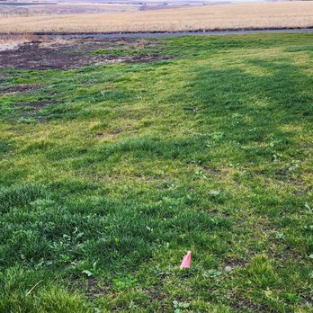 Acey's Landscape Services - Patchy lawn. No defined edge of lawn which should be where the sprinklers are (pink flags) - Landscaping Near Me - Clarkston, Washington