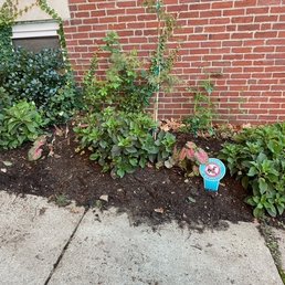 The image shows a garden bed with multiple green shrubs and flowering plants, positioned against a red brick wall. The soil appears freshly turned, and there are small signs placed among the plants, likely indicating plant care instructions or restrictions. The garden bed borders a concrete sidewalk, with some leaves scattered on the ground.