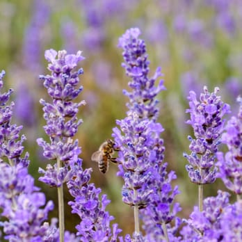 Bridestowe Lavender Estate - closeup shot of lavender flowers - Farms Near Me - Nabowla, TAS