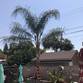 AMDM Tree Service - Before - Landscaping Near Me - Anaheim, California