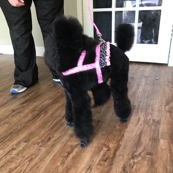 Wagmore Pet Grooming - Pet Groomers Near Me - Altamonte Springs, Florida Wagmore Pet Grooming - Pet Groomers Near Me - Altamonte Springs, Florida