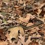 Photo of Snake Den State Park