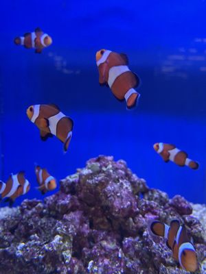 The Ocean Floor 89 Photos 97 Reviews Pet Stores 2347 W