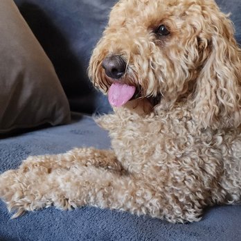 Dharma's Bed and Biscuit - Pet Sitting Near Me