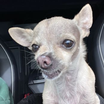 Diggidy Dog - The look she makes as we drive AWAY from the boutique. - Pet Stores Near Me - Carmel, California Diggidy Dog - The look she makes as we drive AWAY from the boutique. - Pet Stores Near Me - Carmel, California