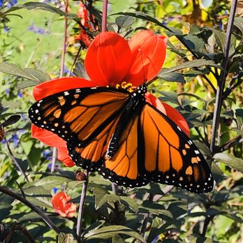 Cornell Botanic Gardens - Monarch butterfly - Botanical Gardens Near Me - Ithaca, New York