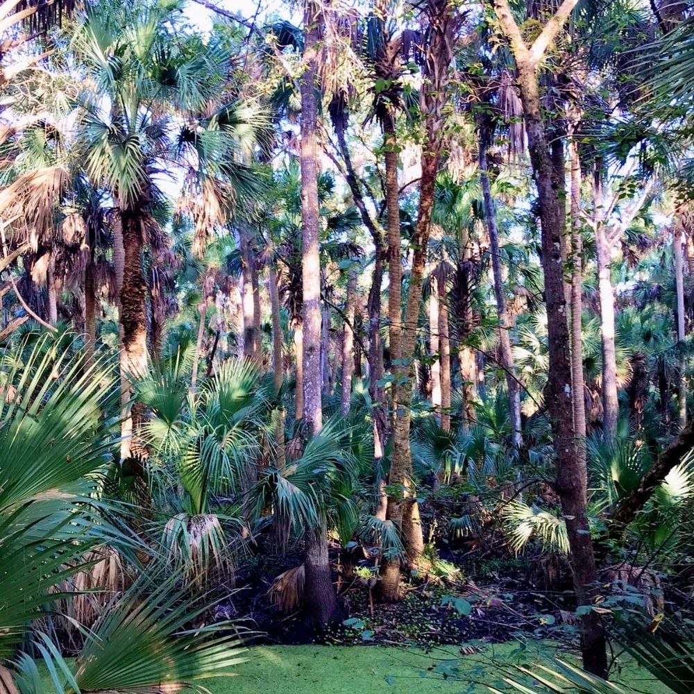 Black Bear Wilderness Area - Serenity in the Woods - Hiking Near Me - Sanford, Florida
