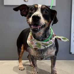 Groom and Play - Sweet Dachshund mix in for a bath, brush and de-shed,no haircut needed! Dog grooming in Canyon Country and Santa Clarita.