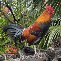 Key West - Roosters are a mainstay in Key West and they are everywhere. This is the Conch Republic.