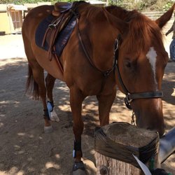 Heart + Horse