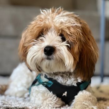 Grooms by the Bay - Before groomers - Pet Groomers Near Me - Pacific Grove, California Grooms by the Bay - Before groomers - Pet Groomers Near Me - Pacific Grove, California