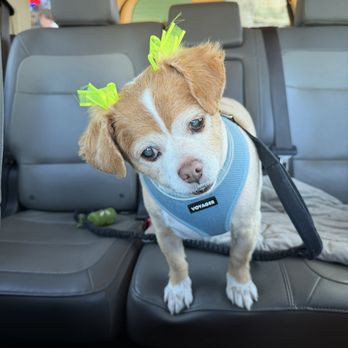 Bark Out Loud - Our girl Oreo! - Pet Groomers Near Me - San Diego, California