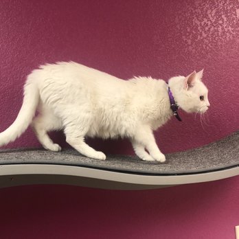 Alta Vista Veterinary Hospital - Awesome for cats! This is right above the exam table - Veterinarians Near Me - Phoenix, Arizona