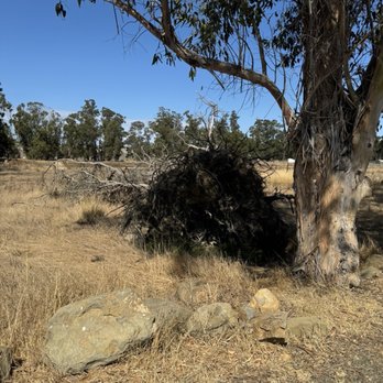 Wetlands Edge Park - Fallen tree - Parks Near Me - American Canyon, California