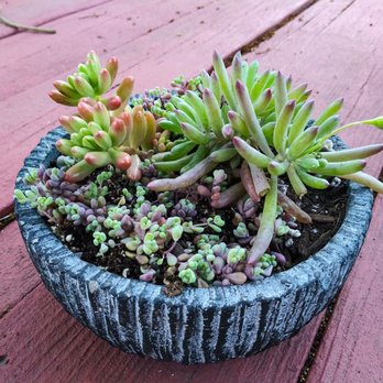 Westbrae Nursery - Hoping these three succulents mesh well together. - Nurseries & Gardening Near Me - Berkeley, California