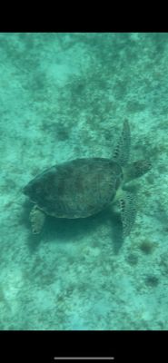 Brewers Bay Beach by null