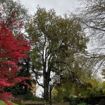 Lightning Tree Service - Middle of the picture is our beautiful old tree that had to be cut down. - Tree Services Near Me Lightning Tree Service - Middle of the picture is our beautiful old tree that had to be cut down. - Tree Services Near Me