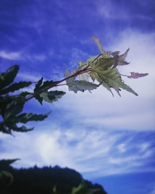 Yangmingshan National Park by null