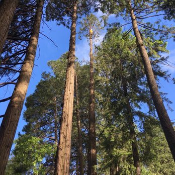 Top Notch Tree Service - Tree Services Near Me - Placerville, California