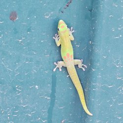 Kona's Gecko Feeding Station